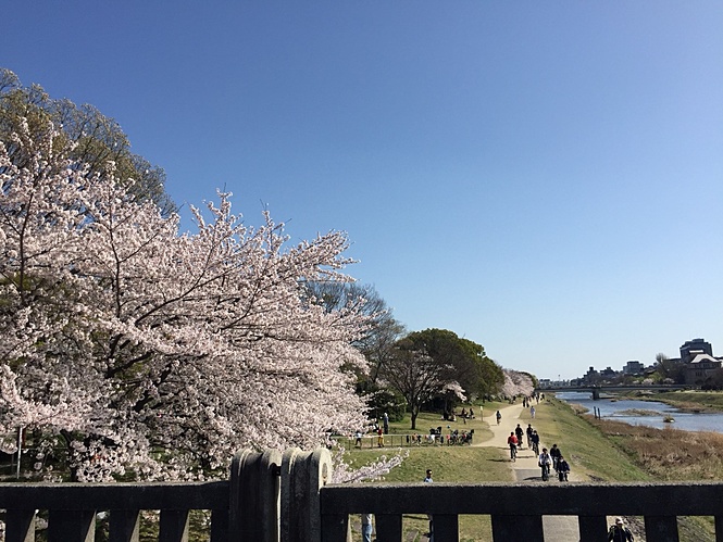 京都の桜は満開ですねー