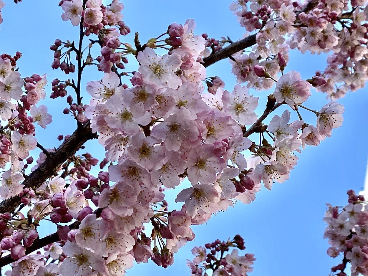 京都　桜開花